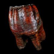 4" Woolly Rhinoceros Fossil Rooted Tooth Pleistocene Age Megafauna Russia COA