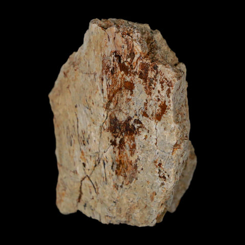 1.6" Triceratops Fossil Frill With Blood Grooves Lance Creek FM Cretaceous Dinosaur WY - Fossil Age Minerals