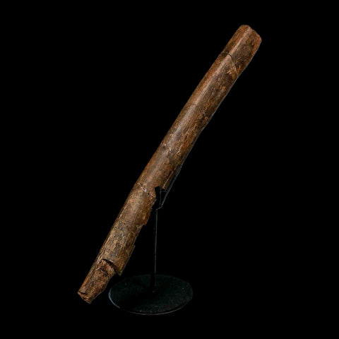 14.7" Triceratops Fossil Rib Bone Hell Creek FM Cretaceous Dinosaur MT COA Stand