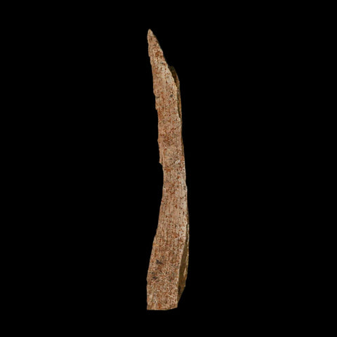 5.6" Corythosaurus Fossil Limb Bone Section Judith River Cretaceous Dinosaur COA - Fossil Age Minerals