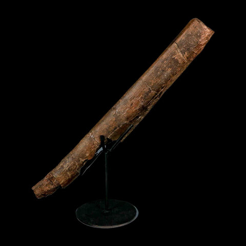 14.7" Triceratops Fossil Rib Bone Hell Creek FM Cretaceous Dinosaur MT COA Stand