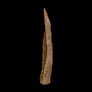 5.6" Corythosaurus Fossil Limb Bone Section Judith River Cretaceous Dinosaur COA
