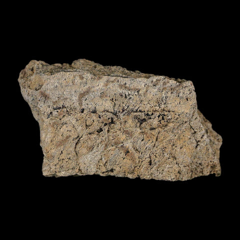 2.4" Triceratops Fossil Frill With Blood Grooves Lance Creek FM Cretaceous Dinosaur WY - Fossil Age Minerals