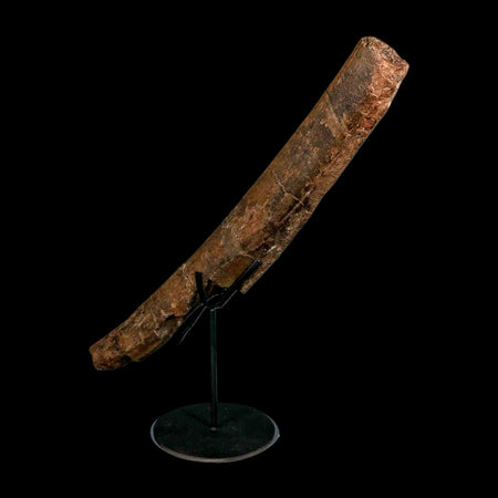 14.7" Triceratops Fossil Rib Bone Hell Creek FM Cretaceous Dinosaur MT COA Stand