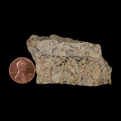 2.4" Triceratops Fossil Frill With Blood Grooves Lance Creek FM Cretaceous Dinosaur WY - Fossil Age Minerals