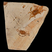 2 Two Fossil Crab Pinnixa Galliheri Pea Crab Monterey Cty San Luis Obispo Miocene COA