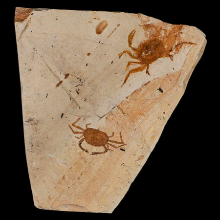 2 Two Fossil Crab Pinnixa Galliheri Pea Crab Monterey Cty San Luis Obispo Miocene COA