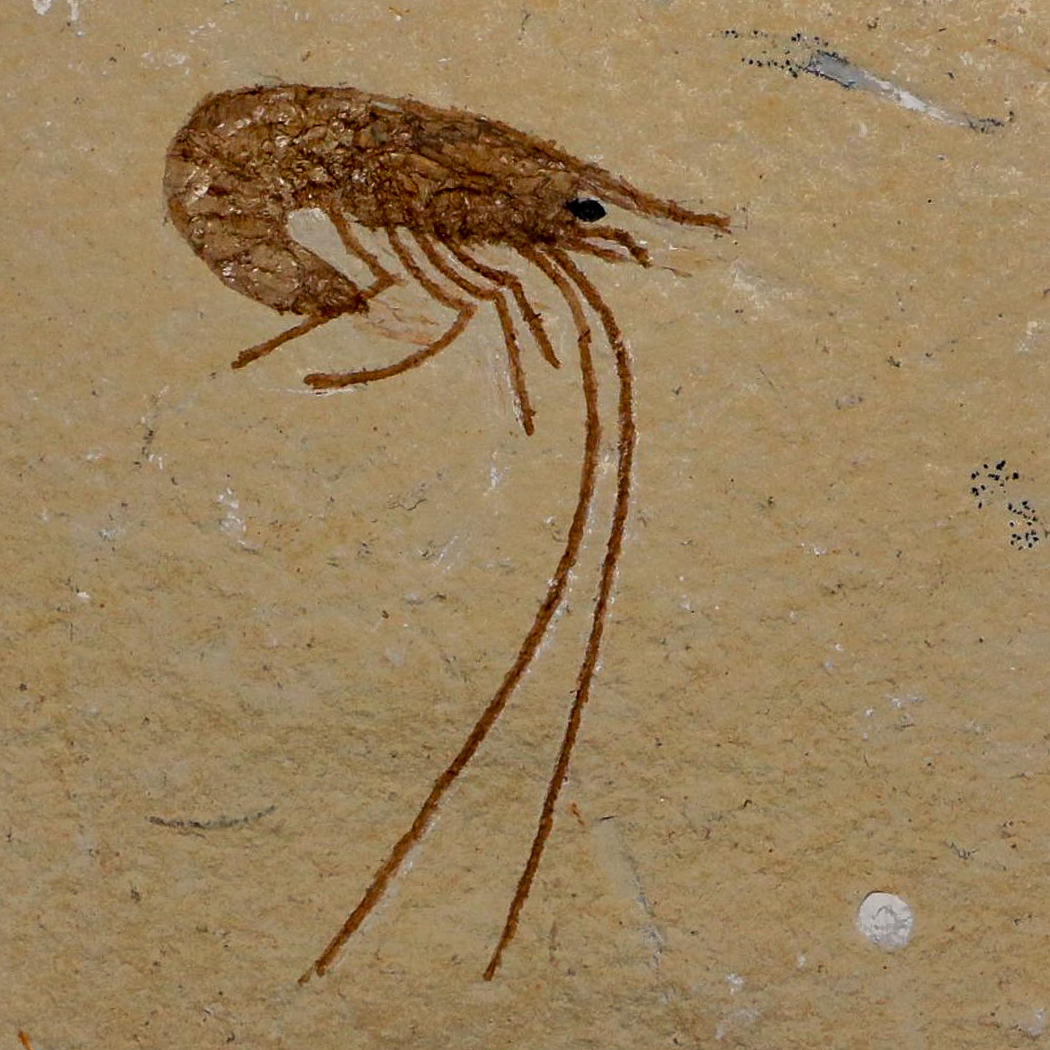 1.8" Fossil Shrimp Carpopenaeus Cretaceous Age 100 Mil Yrs Old Lebanon COA