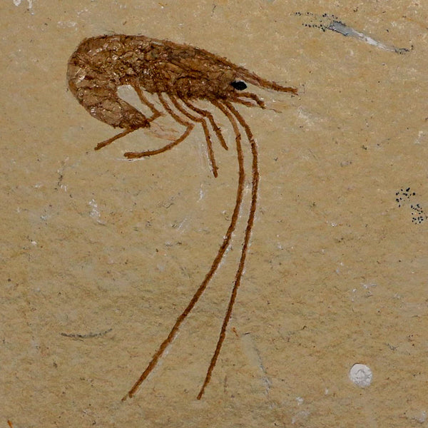 1.8