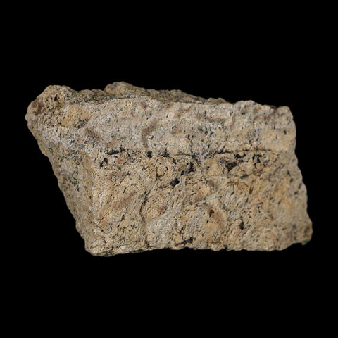 2.4" Triceratops Fossil Frill With Blood Grooves Lance Creek FM Cretaceous Dinosaur WY - Fossil Age Minerals
