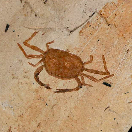2 Two Fossil Crab Pinnixa Galliheri Pea Crab Monterey Cty San Luis Obispo Miocene COA