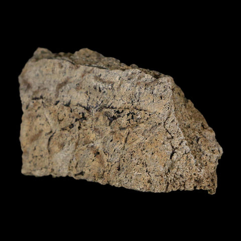 2.4" Triceratops Fossil Frill With Blood Grooves Lance Creek FM Cretaceous Dinosaur WY - Fossil Age Minerals