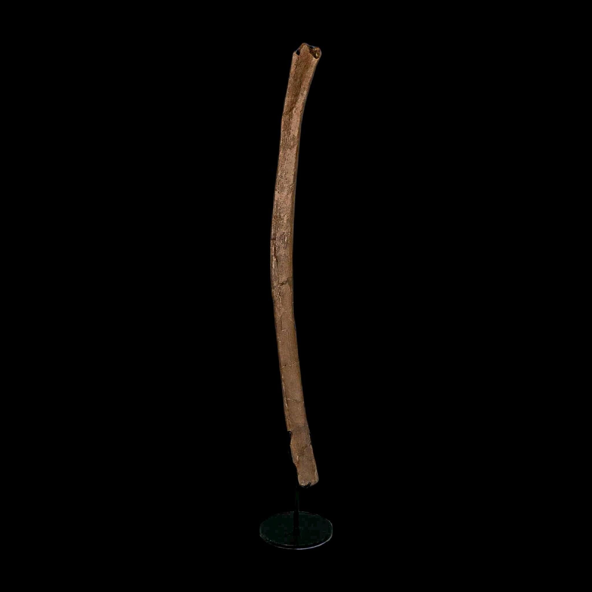 16.8" Dromaeosaurus Raptor Fossil Rib Bone Cretaceous Dinosaur Hell Creek MT COA - Fossil Age Minerals