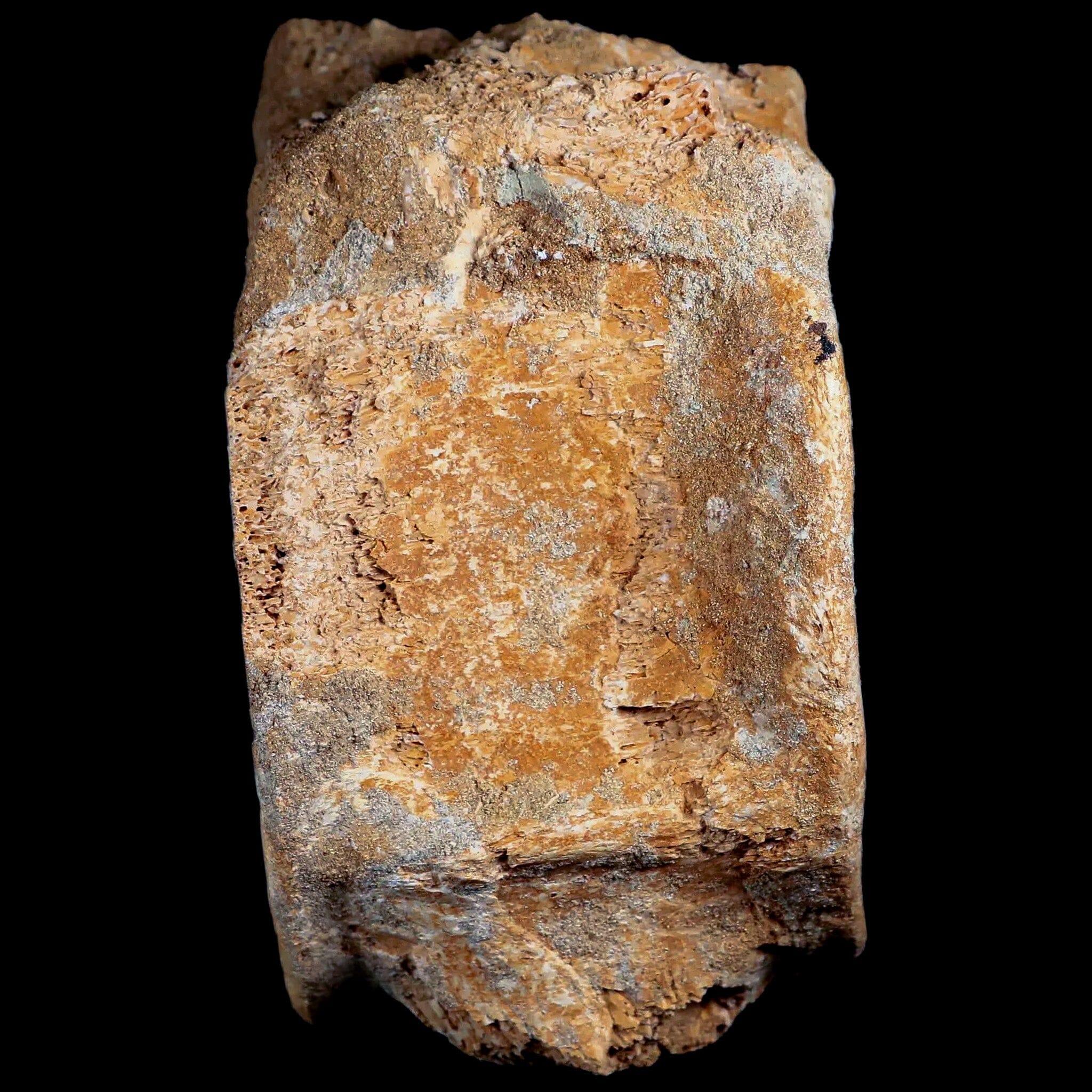 XL 4.8" Plesiosaur Fossil Vertebrae Cretaceous Dinosaur Era Morocco Zarafasaura COA - Fossil Age Minerals