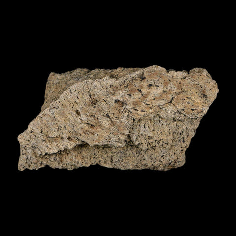 2.4" Triceratops Fossil Frill With Blood Grooves Lance Creek FM Cretaceous Dinosaur WY - Fossil Age Minerals