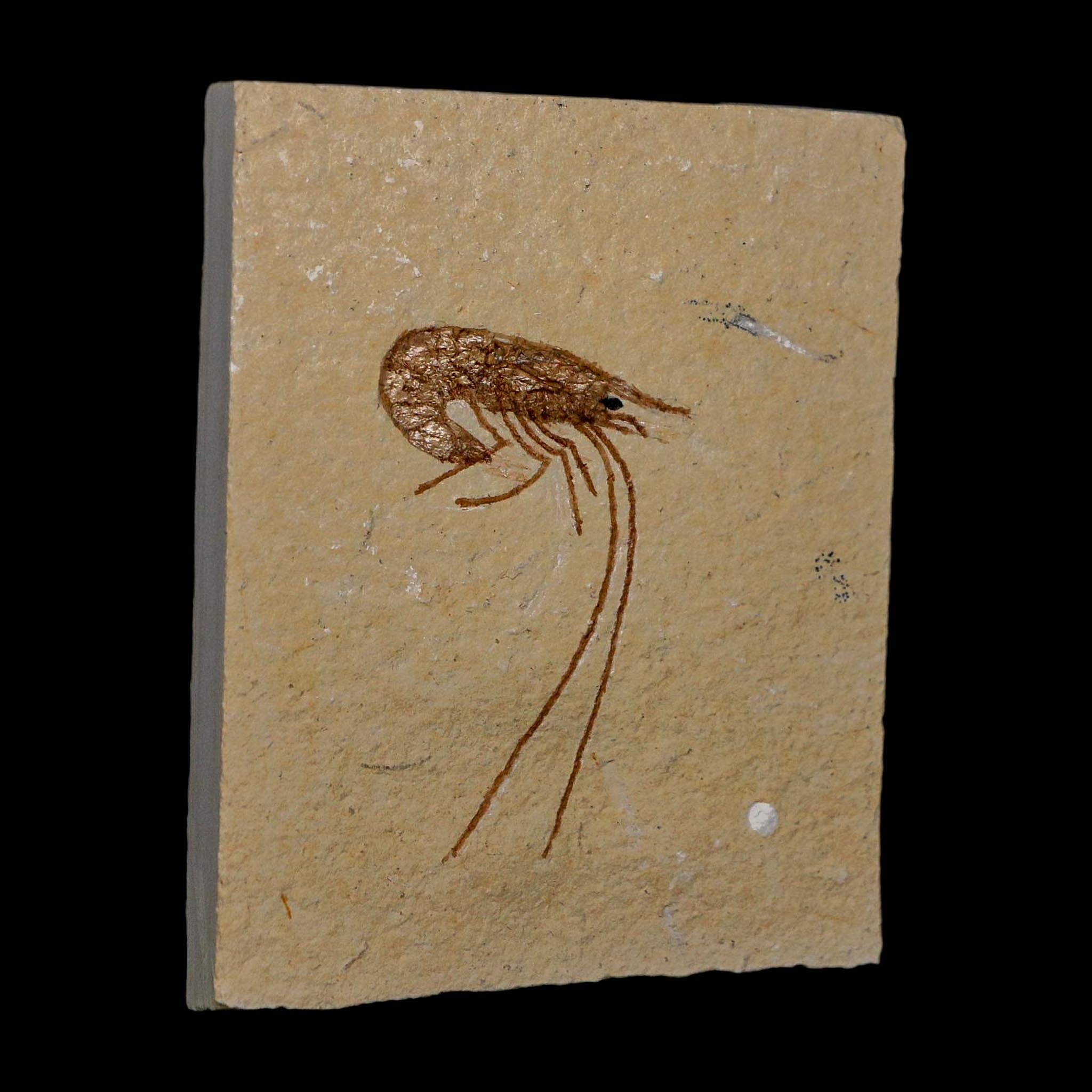 1.8" Fossil Shrimp Carpopenaeus Cretaceous Age 100 Mil Yrs Old Lebanon COA