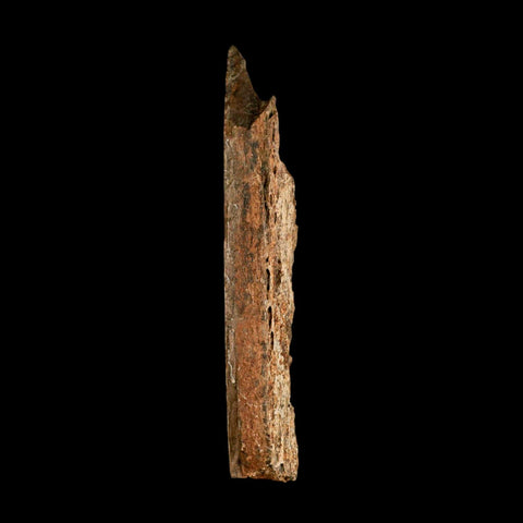 5.6" Corythosaurus Fossil Limb Bone Section Judith River Cretaceous Dinosaur COA - Fossil Age Minerals