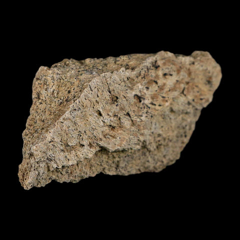 2.4" Triceratops Fossil Frill With Blood Grooves Lance Creek FM Cretaceous Dinosaur WY - Fossil Age Minerals