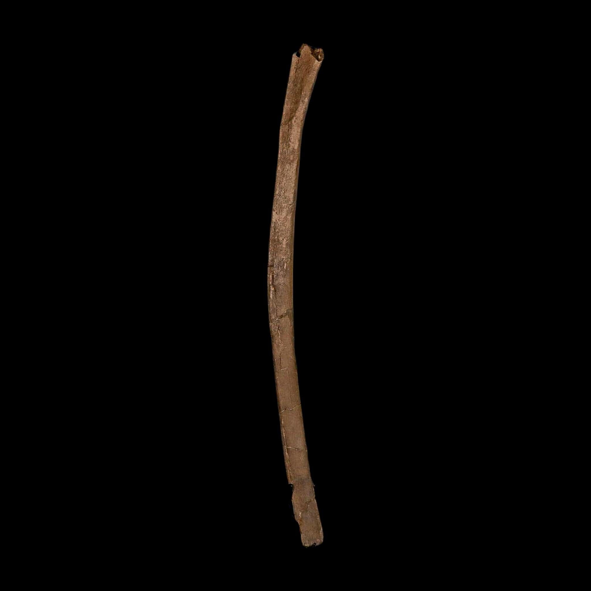 16.8" Dromaeosaurus Raptor Fossil Rib Bone Cretaceous Dinosaur Hell Creek MT COA - Fossil Age Minerals