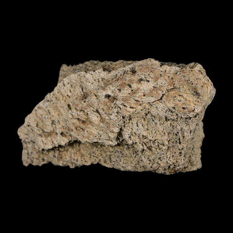 2.4" Triceratops Fossil Frill With Blood Grooves Lance Creek FM Cretaceous Dinosaur WY - Fossil Age Minerals
