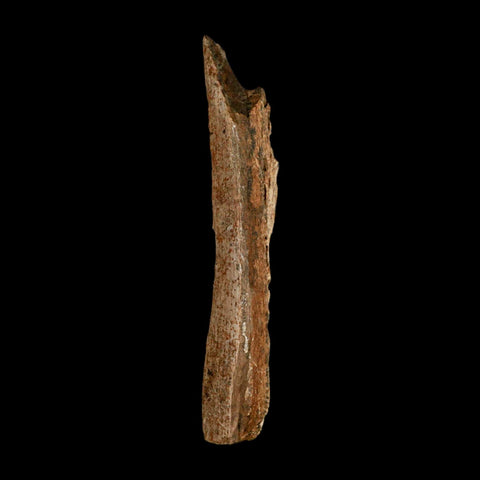 5.6" Corythosaurus Fossil Limb Bone Section Judith River Cretaceous Dinosaur COA - Fossil Age Minerals
