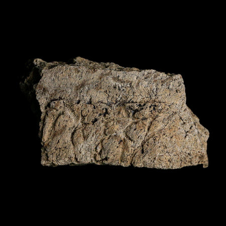 2.4" Triceratops Fossil Frill With Blood Grooves Lance Creek FM Cretaceous Dinosaur WY