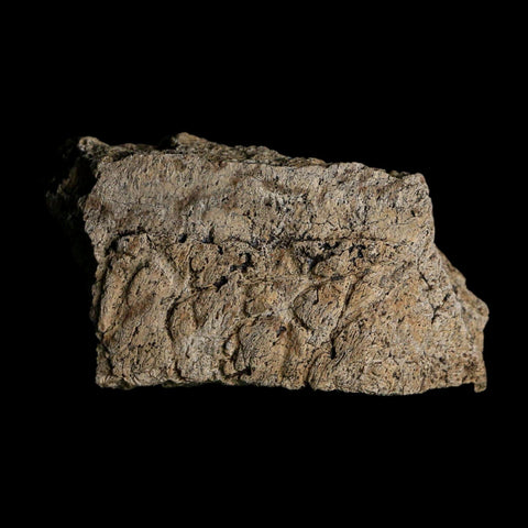 2.4" Triceratops Fossil Frill With Blood Grooves Lance Creek FM Cretaceous Dinosaur WY - Fossil Age Minerals
