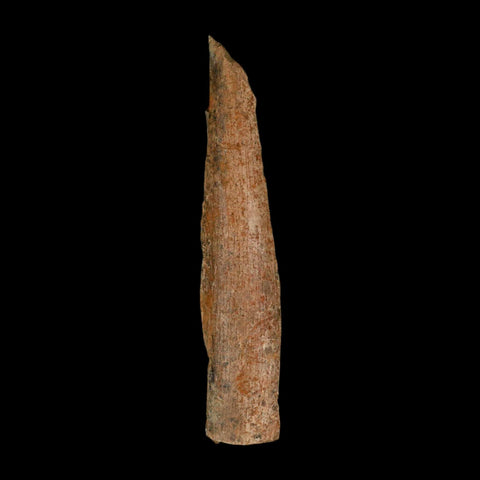6.7" Corythosaurus Fossil Limb Bone Section Judith River Cretaceous Dinosaur COA - Fossil Age Minerals