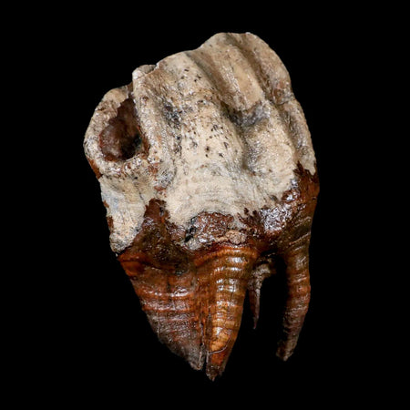 4" Woolly Rhinoceros Fossil Rooted Tooth Pleistocene Age Megafauna Russia COA