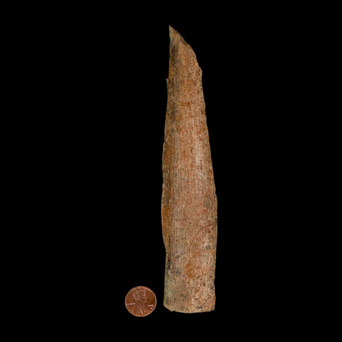 6.7" Corythosaurus Fossil Limb Bone Section Judith River Cretaceous Dinosaur COA - Fossil Age Minerals