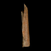 6.7" Corythosaurus Fossil Limb Bone Section Judith River Cretaceous Dinosaur COA