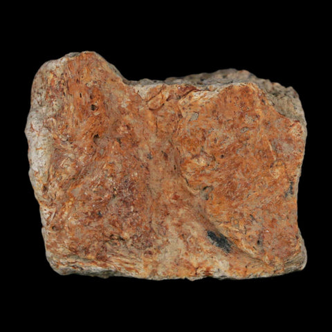 1.5" Triceratops Fossil Frill With Blood Grooves Lance Creek FM Cretaceous Dinosaur WY - Fossil Age Minerals