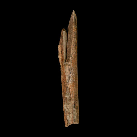 6.7" Corythosaurus Fossil Limb Bone Section Judith River Cretaceous Dinosaur COA