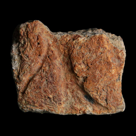 1.5" Triceratops Fossil Frill With Blood Grooves Lance Creek FM Cretaceous Dinosaur WY - Fossil Age Minerals