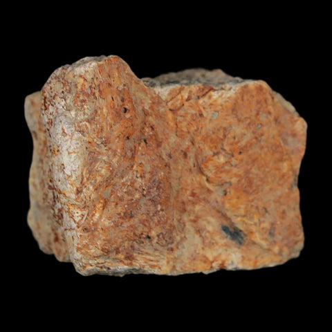 1.5" Triceratops Fossil Frill With Blood Grooves Lance Creek FM Cretaceous Dinosaur WY - Fossil Age Minerals