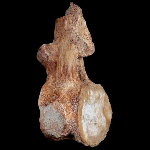 XL 5.9" Plesiosaur Fossil Vertebrae Cretaceous Dinosaur Era Morocco Zarafasaura COA - Fossil Age Minerals