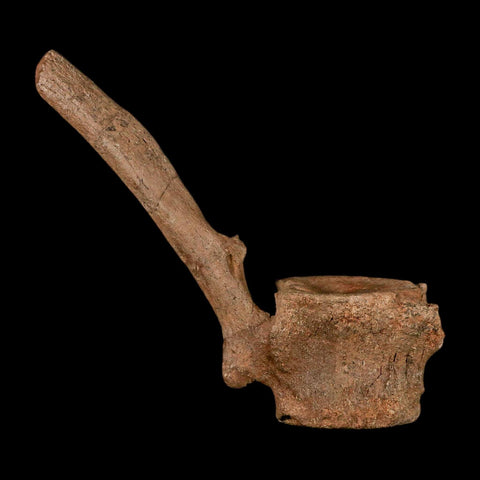 10.5" Hadrosaur Dinosaur Fossil Vertebrae Bone Hell Creek FM MT COA Metal Stand