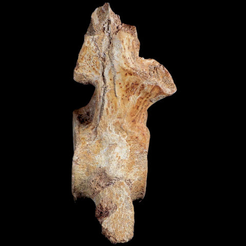 XL 5.9" Plesiosaur Fossil Vertebrae Cretaceous Dinosaur Era Morocco Zarafasaura COA - Fossil Age Minerals