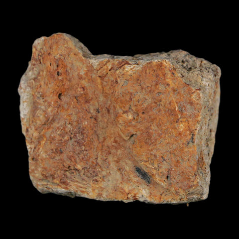 1.5" Triceratops Fossil Frill With Blood Grooves Lance Creek FM Cretaceous Dinosaur WY - Fossil Age Minerals