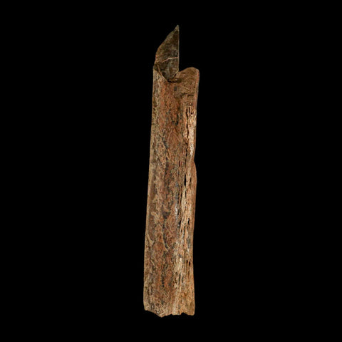 6.7" Corythosaurus Fossil Limb Bone Section Judith River Cretaceous Dinosaur COA - Fossil Age Minerals