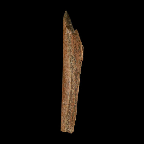 6.7" Corythosaurus Fossil Limb Bone Section Judith River Cretaceous Dinosaur COA - Fossil Age Minerals