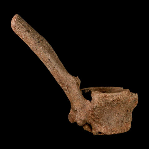 10.5" Hadrosaur Dinosaur Fossil Vertebrae Bone Hell Creek FM MT COA Metal Stand