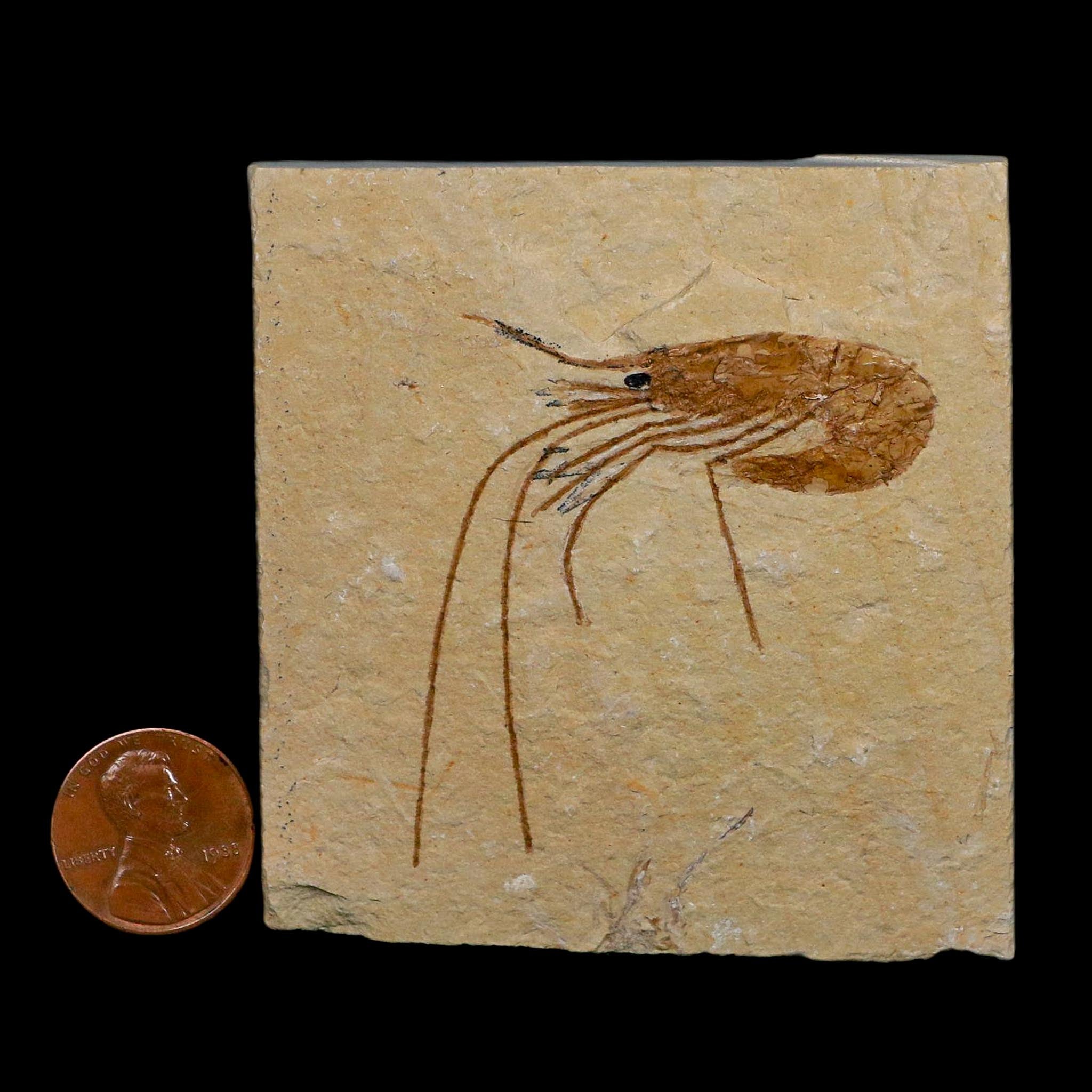 2" Fossil Shrimp Carpopenaeus Cretaceous Age 100 Mil Yrs Old Lebanon COA