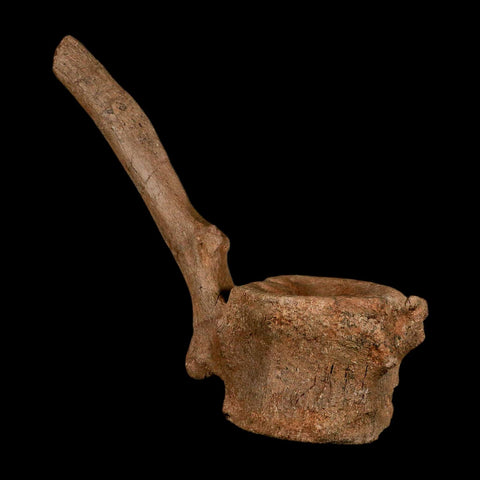 10.5" Hadrosaur Dinosaur Fossil Vertebrae Bone Hell Creek FM MT COA Metal Stand