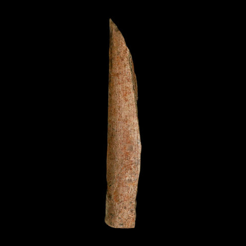 6.7" Corythosaurus Fossil Limb Bone Section Judith River Cretaceous Dinosaur COA - Fossil Age Minerals