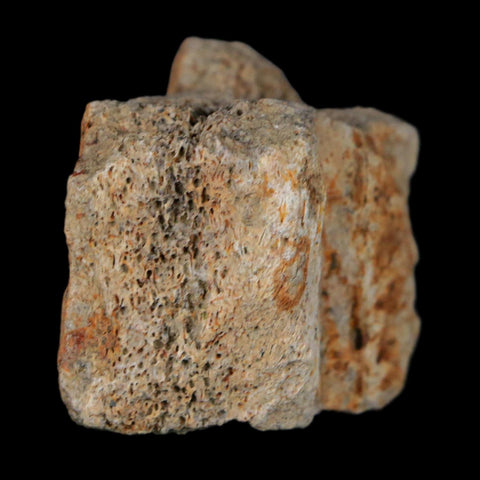 1.5" Triceratops Fossil Frill With Blood Grooves Lance Creek FM Cretaceous Dinosaur WY - Fossil Age Minerals