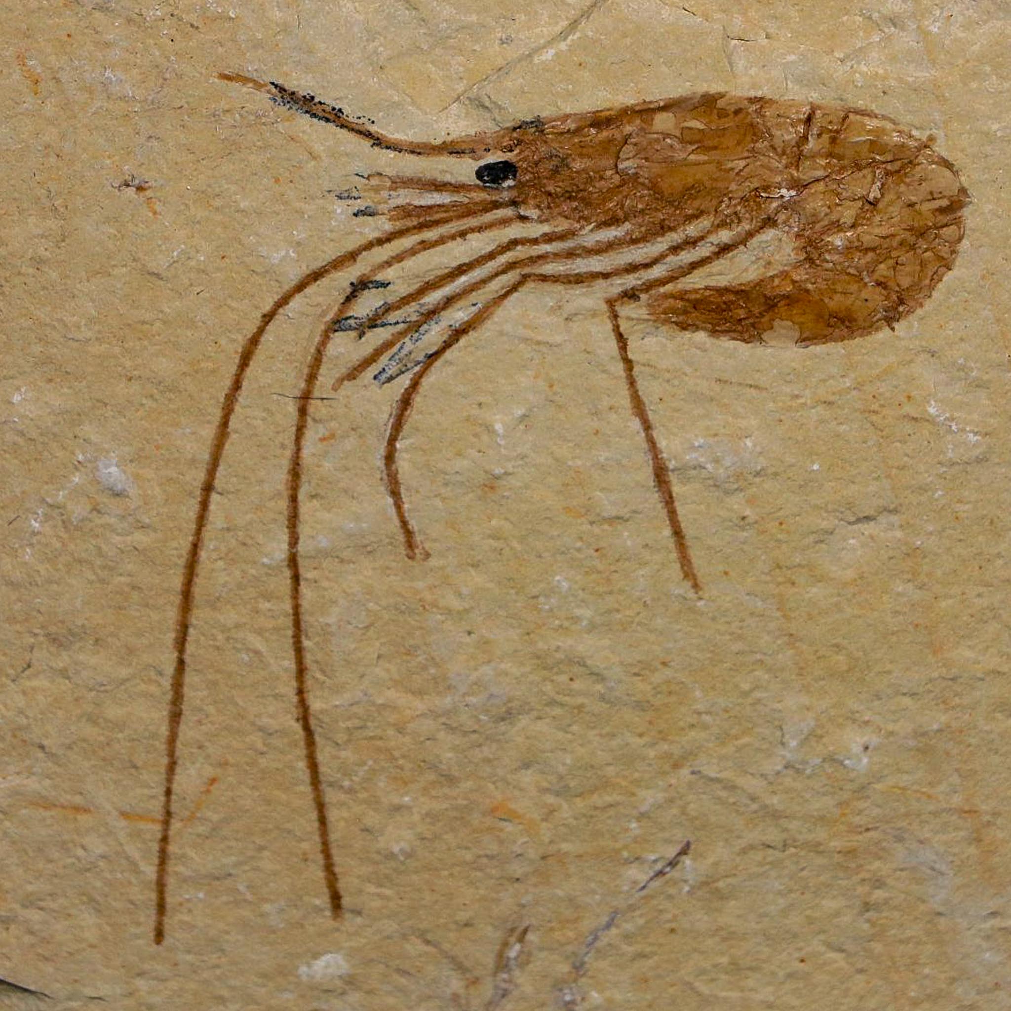 2" Fossil Shrimp Carpopenaeus Cretaceous Age 100 Mil Yrs Old Lebanon COA