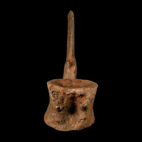 10.5" Hadrosaur Dinosaur Fossil Vertebrae Bone Hell Creek FM MT COA Metal Stand