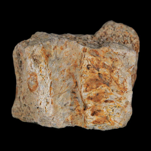 1.5" Triceratops Fossil Frill With Blood Grooves Lance Creek FM Cretaceous Dinosaur WY - Fossil Age Minerals