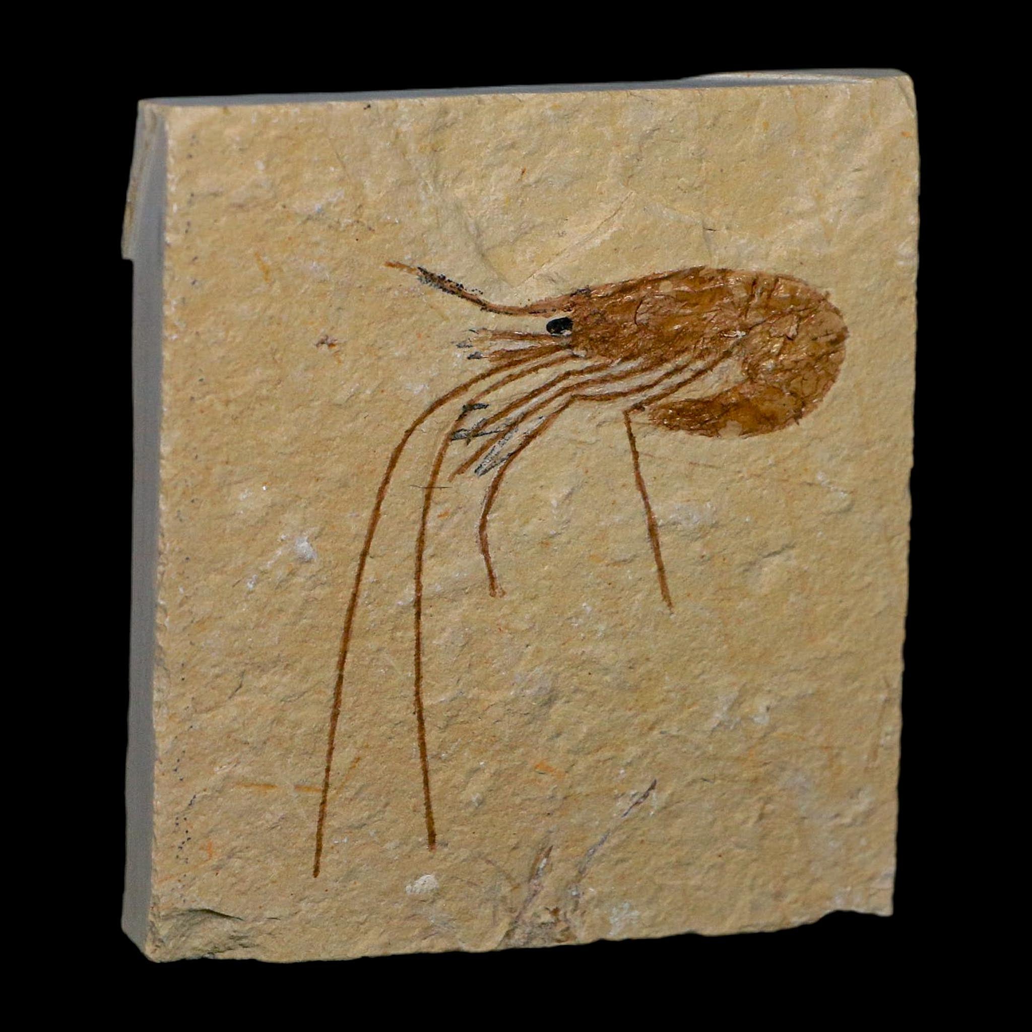 2" Fossil Shrimp Carpopenaeus Cretaceous Age 100 Mil Yrs Old Lebanon COA